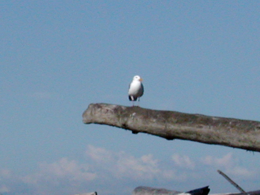 seagull2.JPG