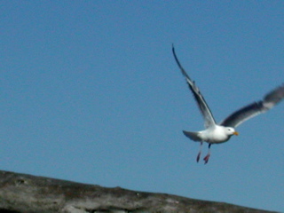 seagull4.JPG